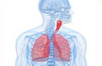 Image depicting Lung Health